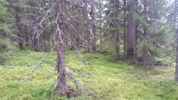 Mesnhaugen punkt 575