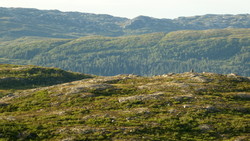 Fjellvassheia