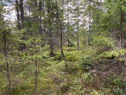 Rådalshøgda nordvest