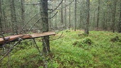 Høsbjørkampen vest