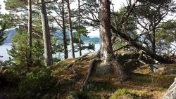 Litl-Rambjørnhaugen