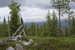 Bjørnåsen