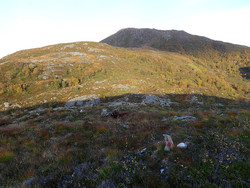 Tursti Aursnes - Haddalshornet