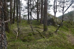 Hellandshaugen (tuft)