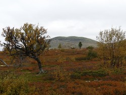 Midthøa