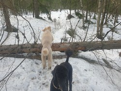 Tre over sti Tryvann