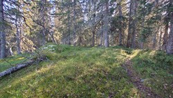 Øst for Bjørnaholtjernet