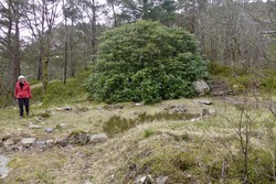 Peter Hansens hytte (ruin)