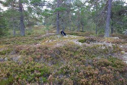 Bjørketjennvarden Nord