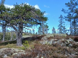 Sør for Engerfjellet