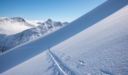 Litlgladnebba fra Bruset