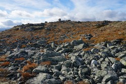 Skjeltrene trig. pkt.